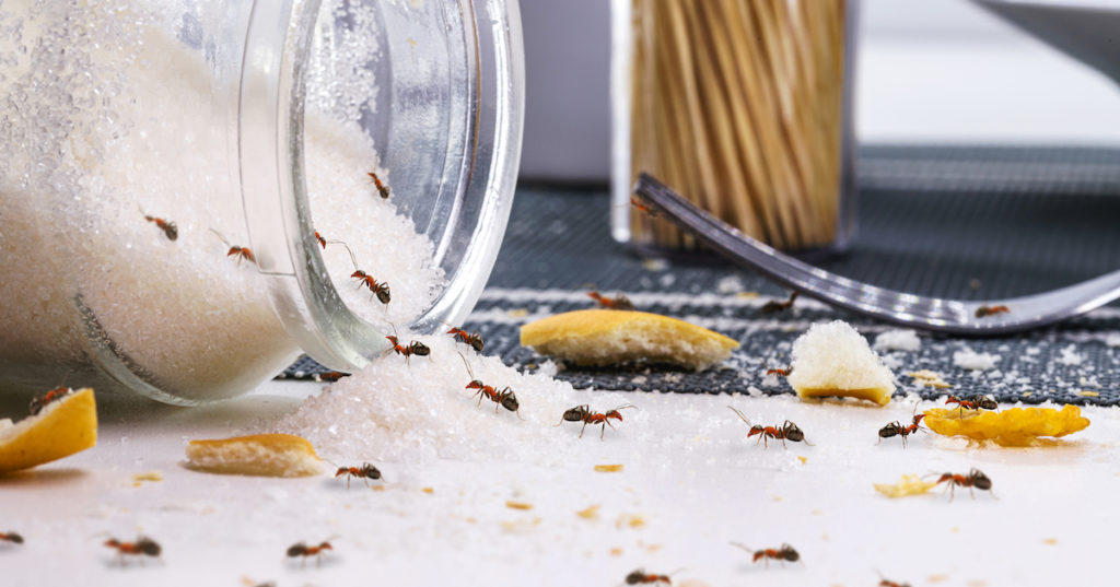red-ants-eating-sugar-messy-table-ant-infestation-indoors-1024x537